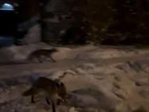 По улицам Калининграда стали разгуливать рыжие хищники 