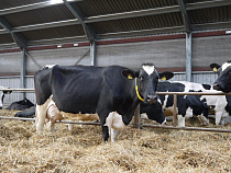 Калининград получит 170 млн рублей на развитие молочного скотоводства