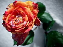 В Калининградскую область через границу протащили повелителя цветочного ада