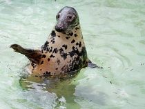 В Калининградской области необычно выпустили в море двух тюленят