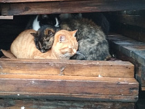 В Зеленоградске замерзают знаменитые котики (фото)