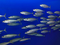  Почти 30 тонн марокканской сардинеллы ввозились в Калининградскую область с нарушениями