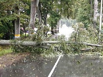 Упавшее дерево перекрыло проезд в Янтарный через Поваровку