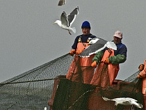 Калининградцы взяли рекорд нарушений пограничного режима