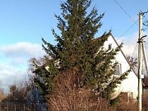 Власти Балтийска ищут три ёлки по частным участкам 