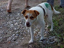 В Калининграде на глазах матери бездомная собака «трепала» её дочь 