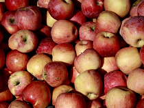 В Россию запретили ввозить яблоки с двух предприятий Белоруссии