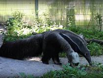 Калининградский зоопарк: муравьед Кайя, вышла на первую прогулку (видео)