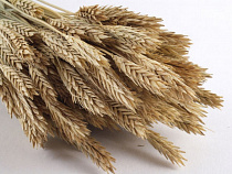 Двое мужчин украли и ссыпали в тайник более 4 тонн ячменя