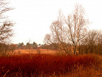 Власти Калининградской области подбирают участки для новых свалок 