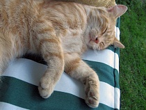 Калининградец выстрелил в кота из пневматической винтовки