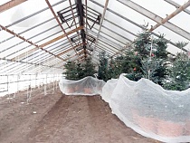 Корейские пихты убрали в теплицу с улиц Калининграда