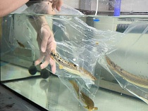 Туристам в Калининграде покажут зубы из-под воды