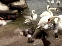 Мужчина рухнул в морской канал во время кормления лебедей (видео)