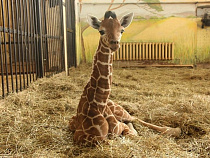 Белгородский зоопарк прокомментировал смерть жирафёнка Сафари