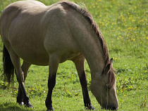 Парень украл кобылу Лыску для личных верховых прогулок