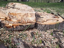 Под Неманом вырубают вековые деревья