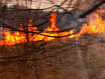 За выходные калининградские пожарные 59 раз выезжали на тушение полей