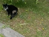 Калининграду показали нападение крысы на кошку