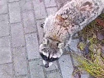 Енот откинулся на свободу в Калининграде