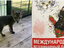 Лисёнок-подкидыш с Куршской косы получил паспорт