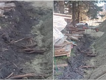 В Янтарном с корнями вырубили ели у бывшей администрации