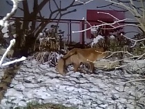 В Калининградской области лисы заходят в города в поисках еды