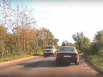 В Калининграде собака выпрыгнула из окна машины и еле спаслась от смерти (видео)