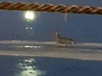 В Светлом сняли со льда замерзающего пришельца