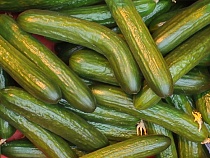 Россельхознадзор держит на границе фуру с 19 тоннами продуктов четвертые сутки