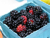 За 15 упаковок голландской ежевики предпринимательницу оштрафовали на 20 000 рублей