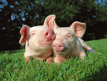Россельхознадзор готов в течение двух месяцев проинспектировать свиноводческие предприятия Литвы и Польши