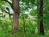 Под Багратионовском из-за немецкого фундамента повредили 60 деревьев