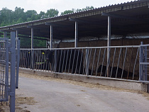 Мясо выращенных под Багратионовском абердин-ангусов идёт в рестораны Москвы 