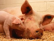 Белоруссия ввела ограничение поставок свинины в Россию из-за АЧС