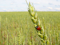 Калининградская область оказалась на 7-м месте в России