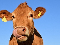 В Неманском районе задержали ещё одного убийцу коров 