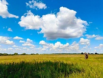 Славский район обрабатывали просроченными пестицидами