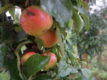 Обозначен размах массовой смерти яблок в Калининградской области