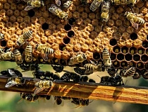 Из центра реабилитации под Нестеровым пропали 15 кг воска 