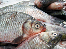 Калининградец «по незнанию» пытался провезти через границу более 127 кг свежей рыбы