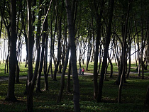 Сотрудник ООО «Содружество Инвест» оштрафован на один миллион рублей за незаконную вырубку деревьев в Светлогорске