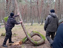 Штормовой ветер погубил главный экспонат Танцующего леса 