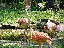 В Калининградском зоопарке настало время пернатых