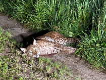 Под Калининградом браконьеры расстреляли рысь