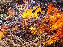 Калининград продолжит строиться на помойке и пепелище