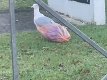 Калининград рыдает от видео застрявшей в пакете чайки