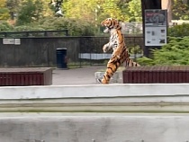 В Калининградском зоопарке показали реальную погоню за «тигром»