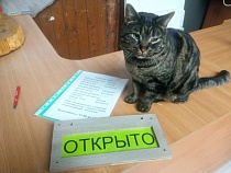 Коты Отрадного затмевают Сергея из Зеленоградска