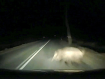 Появилось видео столкновения с кабаном по дороге на Зеленоградск со стороны Романово